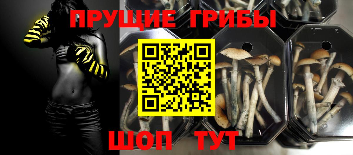 Галлюциногенные грибы Psilocybine cubensis Гай