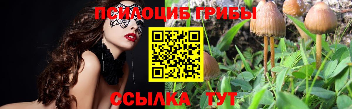 Псилоцибиновые грибы Psilocybe  Галлюциногенные грибы мицелий  Гай  Вход с VPN 